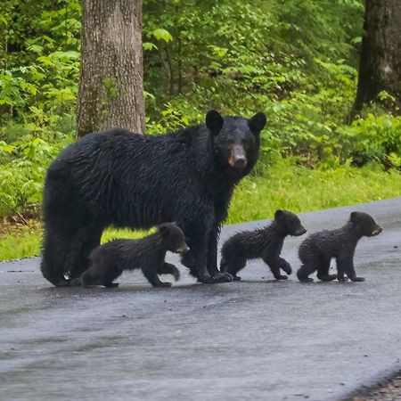 A Great Escape - Get 1089 Of Free Area Attraction Tickets For Each Paid Day, Dollywood And More! Pigeon Forge Buitenkant foto